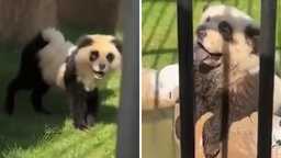 Китайский зоопарк признался: «панды» — это покрашенные собаки! 🐼🐶