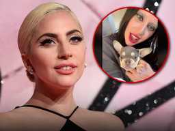 Гага - завела нового французского бульдога, выложила видео с ним в TikTok, ранее у нее украли двух собак, за которых она предлагала вознаграждение