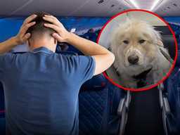 Собака-поводырь оттеснила пассажира Delta из первого класса! 😡