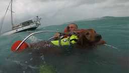 Спасение собаки и мужчины от урагана Хелен! 🐶🌊