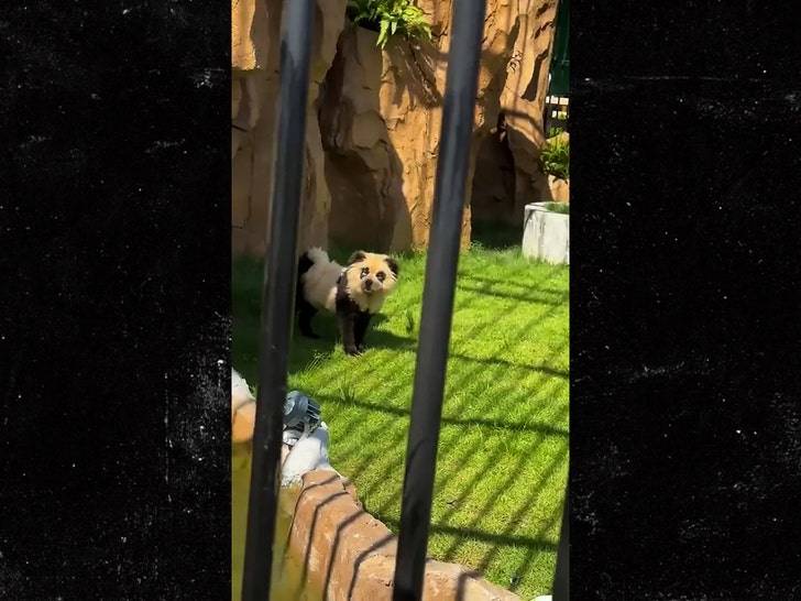 Китайский зоопарк признался: «панды» — это покрашенные собаки! 🐼🐶 (Фото: 2)