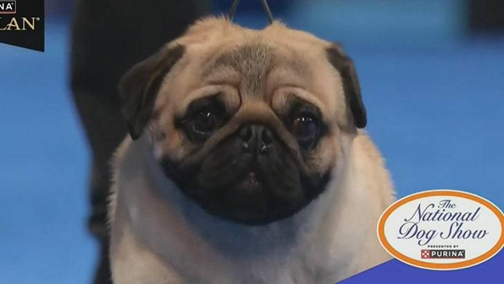 Мопс Вито - новый король собак! 🐶👑 Он выиграл престижный конкурс! (Фото: 1)