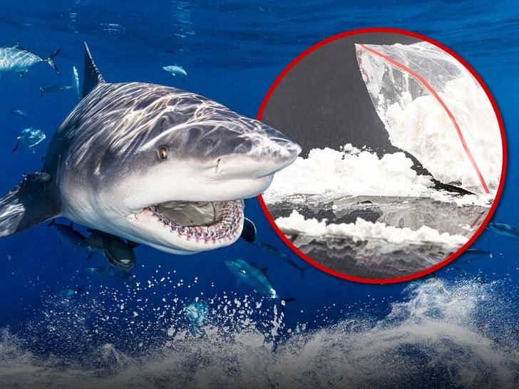 Сенсация! Бразильские акулы подсели на кокаин! 🦈🤯 (Фото: 1)