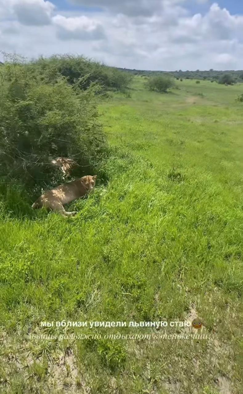 Фото: Бардо и Вайсберг: сафари по Танзании за миллион! 🦁🦒 - Фото 3