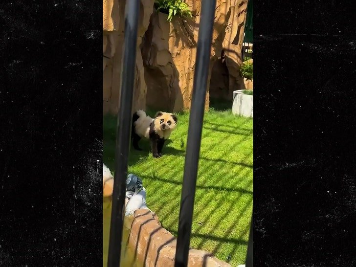 Фото: Китайский зоопарк признался: «панды» — это покрашенные собаки! 🐼🐶 - Фото 2