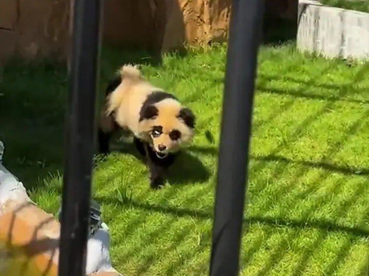 Фото: Китайский зоопарк признался: «панды» — это покрашенные собаки! 🐼🐶 - Фото 4