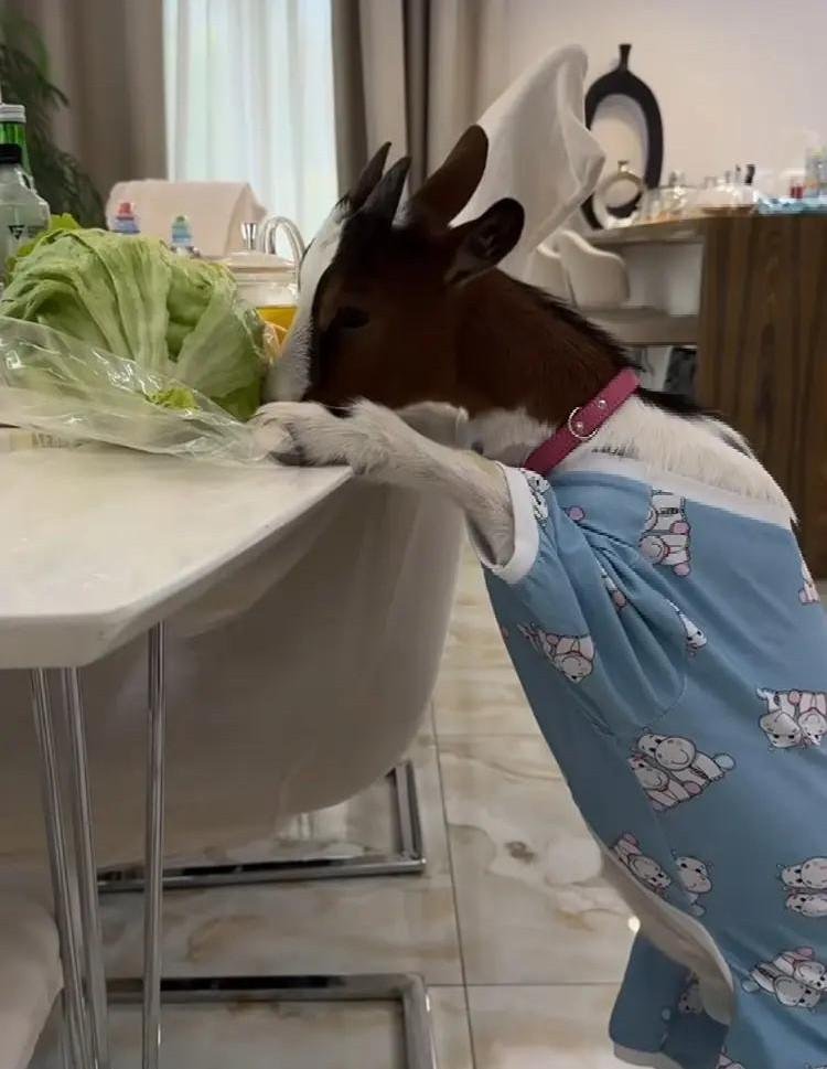 Фото: Корова в доме! 😱 Самойлова подарила сыну скотину, но он передумал! 😂 - Фото 2