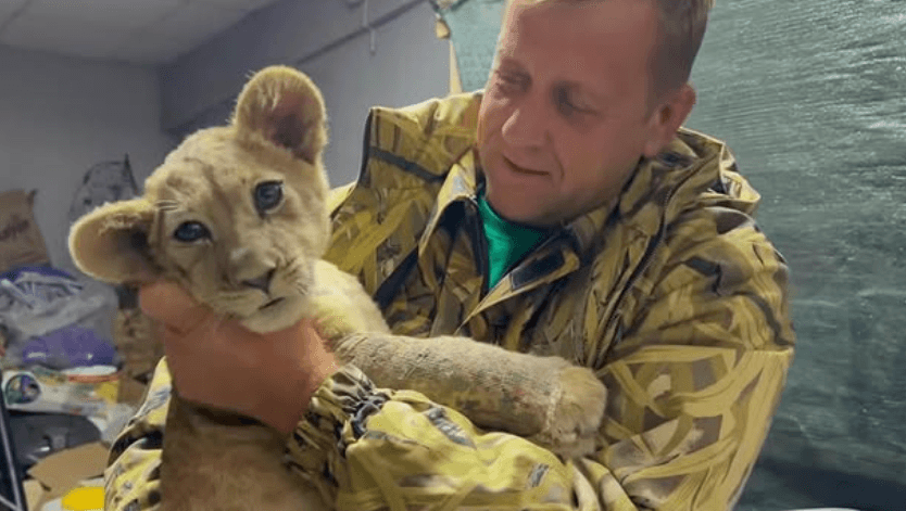 Фото: Лев чуть не сожрал хозяина «Тайгана»! 🦁😱 - Фото 2