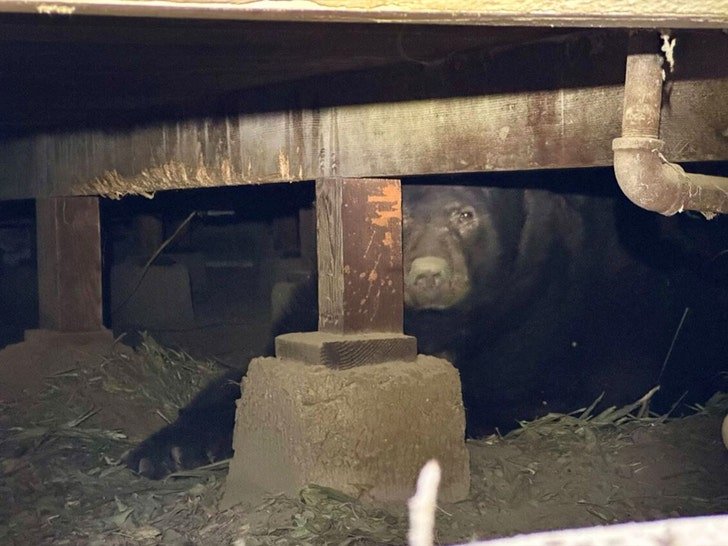 Фото: Медведь-алкоголик после пожара вломился в дом за выпивкой! 🐻😲 - Фото 3