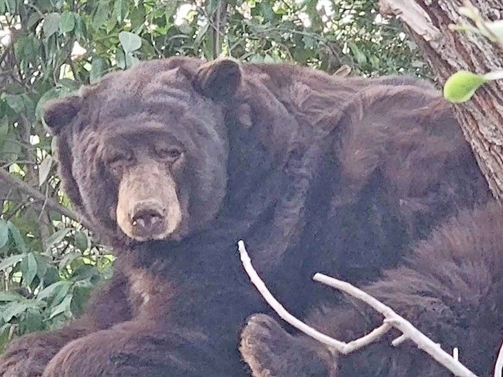 Фото: Медведь-качок весом в 238 кг жил под домом в Алтадене! 🐻😲 - Фото 4