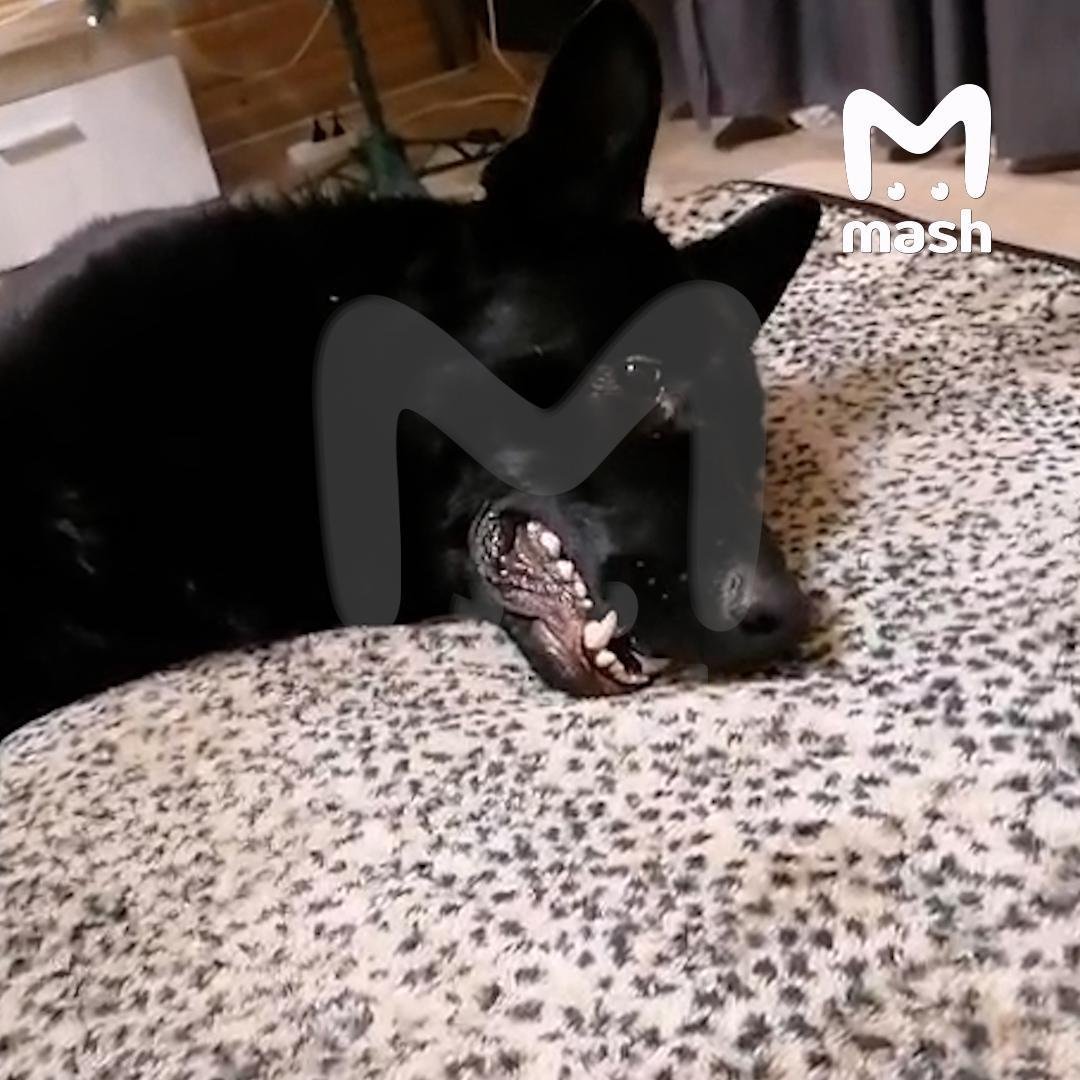 Фото: Пес-убийца и мать-пещерка: новые русские тренды! 🐕 ➡️ 🕳️ - Фото 3
