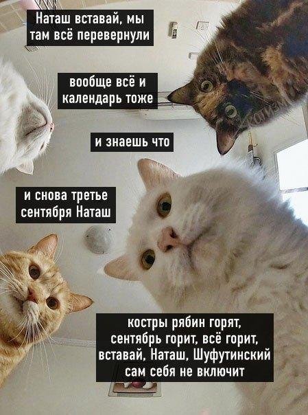 Фото: Шуфутинский раскрыл тайну «3 сентября»! 😳  Никакого смысла нет, просто хитовая мелодия! 😂 - Фото 8