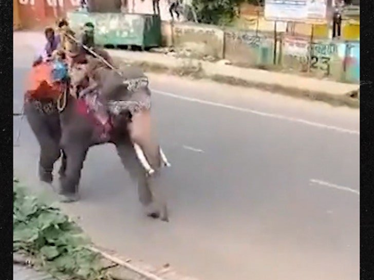 Фото: Слон-убийца! Индийский слон устроил жуткий беспредел на дороге! 🐘💥 - Фото 5
