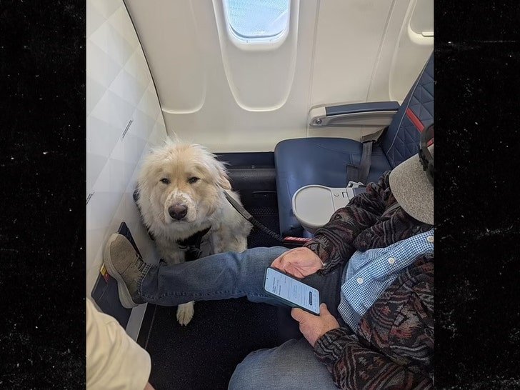 Фото: Собака-поводырь оттеснила пассажира Delta из первого класса! 😡 - Фото 2