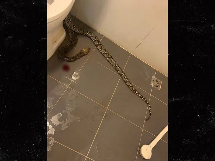 Фото: Ужас в туалете: питон откусил мужчине яички 😱 - Фото 4