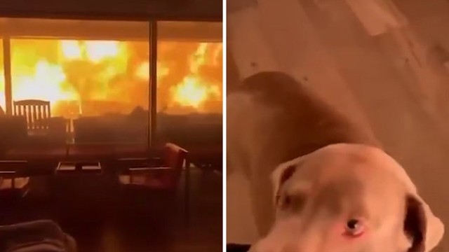 Адский огонь в Лос-Анджелесе: люди и собака в ловушке! 🔥
