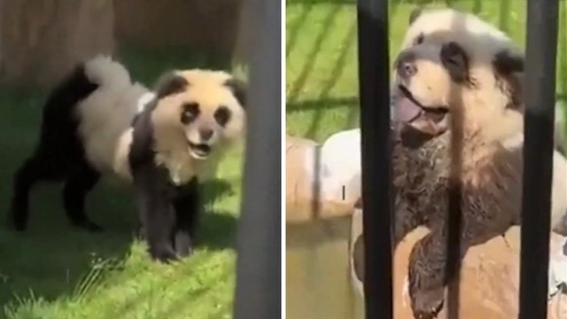 Китайский зоопарк признался: «панды» — это покрашенные собаки! 🐼🐶