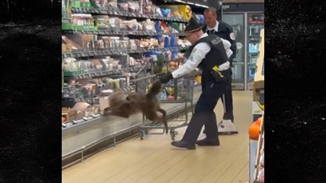 Койот-воришка устроил переполох в чикагском супермаркете! 🤣