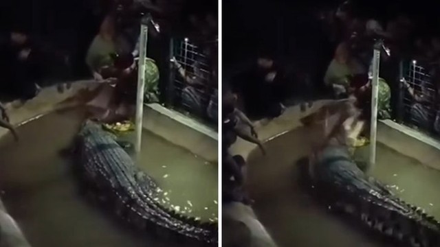 Крокодил-людоед напал на пенсионера в Индонезии! 🐊😱