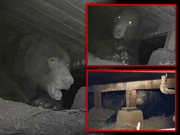 Медведь-качок весом в 238 кг жил под домом в Алтадене! 🐻😲