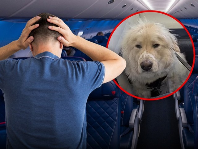 Собака-поводырь оттеснила пассажира Delta из первого класса! 😡