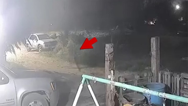 Собака превратилась в человека?! Шокирующее видео из Мексики! 😱