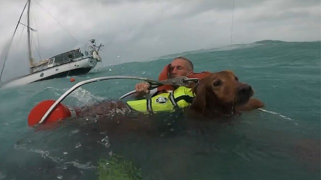 Спасение собаки и мужчины от урагана Хелен! 🐶🌊