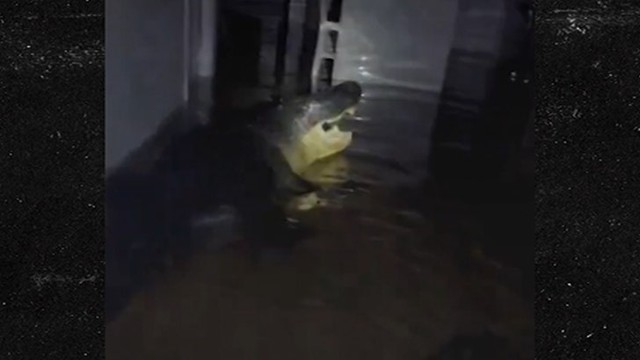 Ураган Милтон! В доме Флориды обнаружили аллигатора! 🐊😱