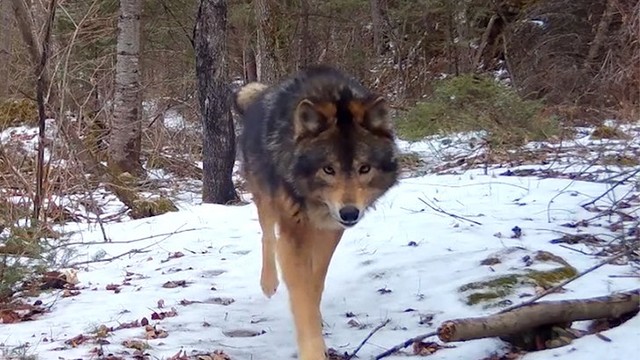 В Миннесоте нашли гибрид волка и собаки! 😱 Круче, чем в фильмах!
